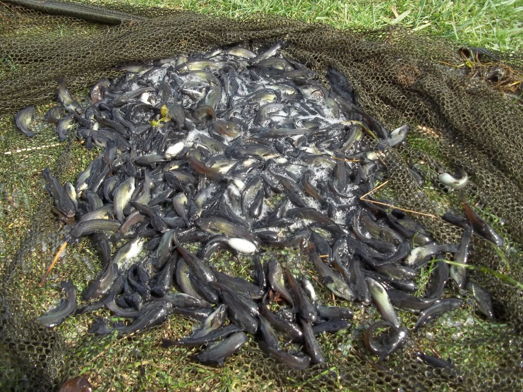 We netted some of the pesky chat just to satisfy our curiosity as to what was nicking our baits.