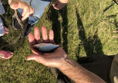 A small rudd - one of the first catches of the day